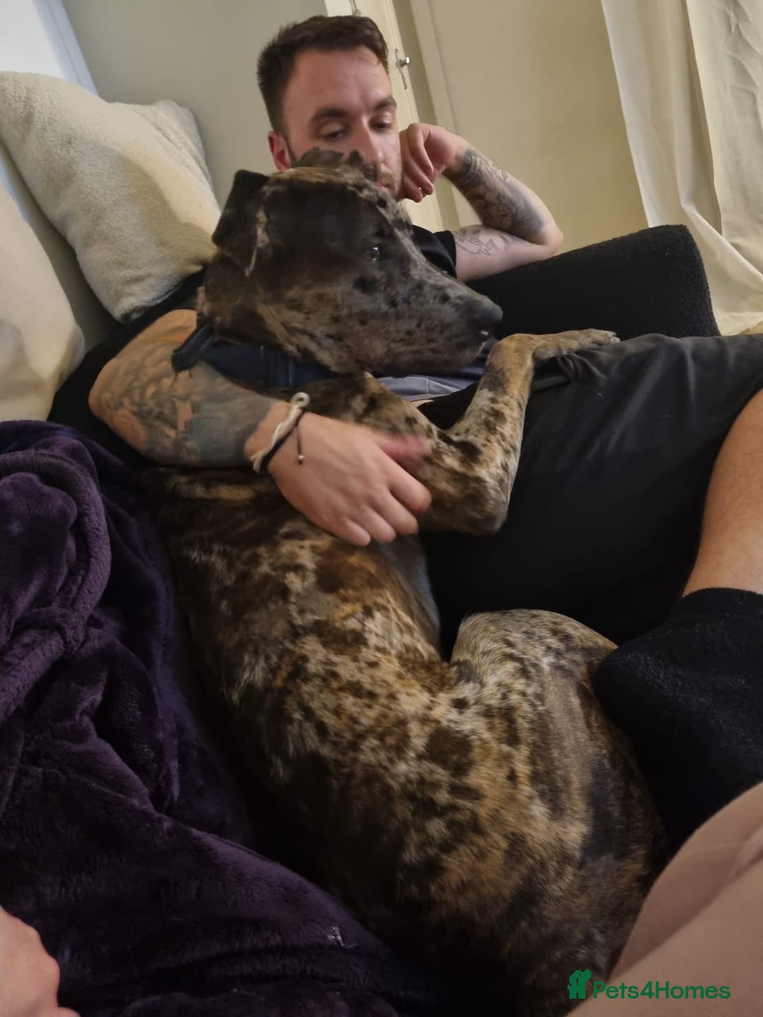 Mixed Breed dogs for sale: Beautiful Rocco looking for 5⭐️ home - Image 2