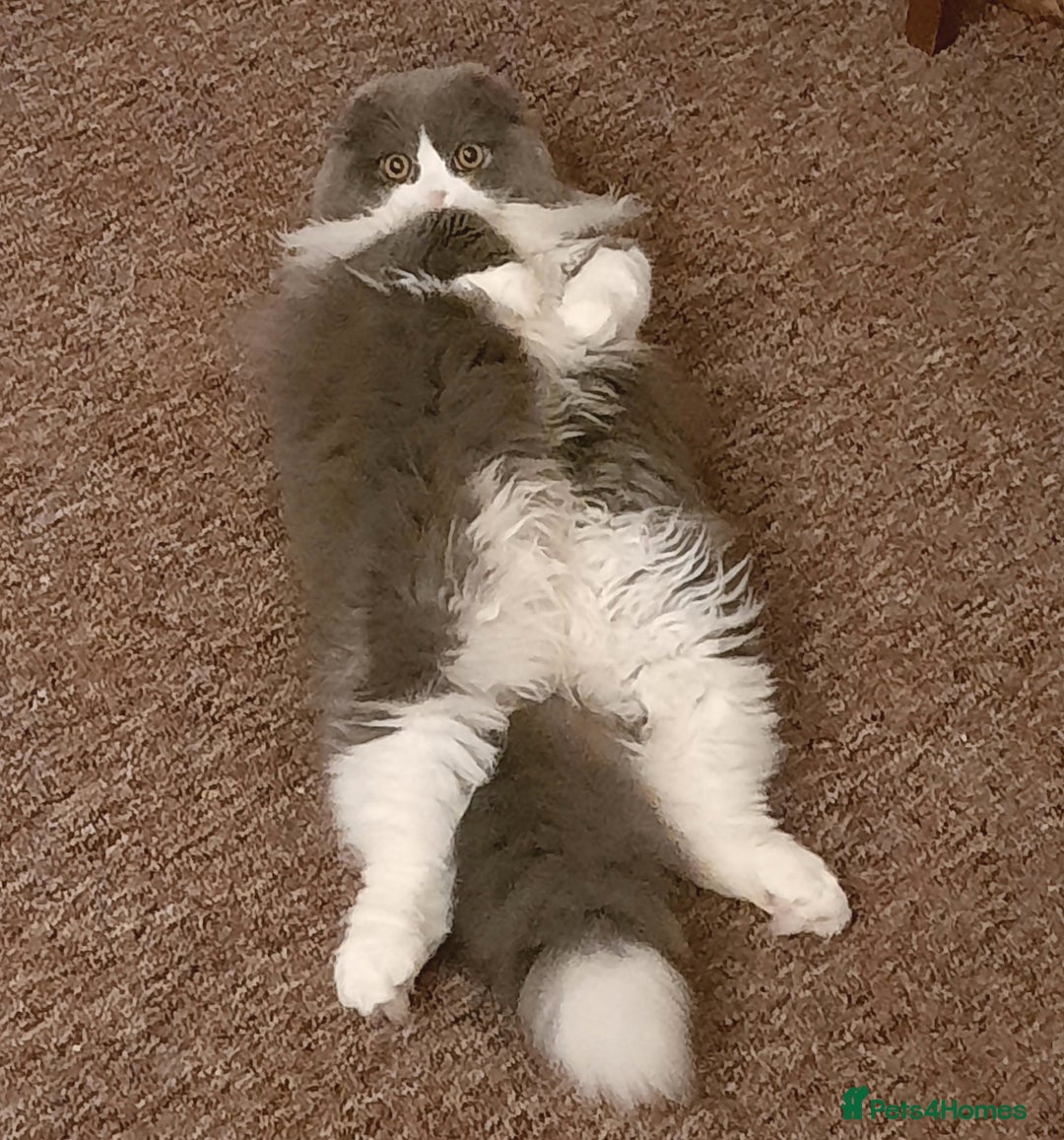 Scottish Fold cats for sale: TICA Registered Scottish Fold Young Neutered Girl - Advert 10