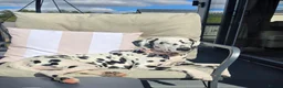 Dalmatian dogs for sale: Dalmatian  in Newton Aycliffe - Advert 2