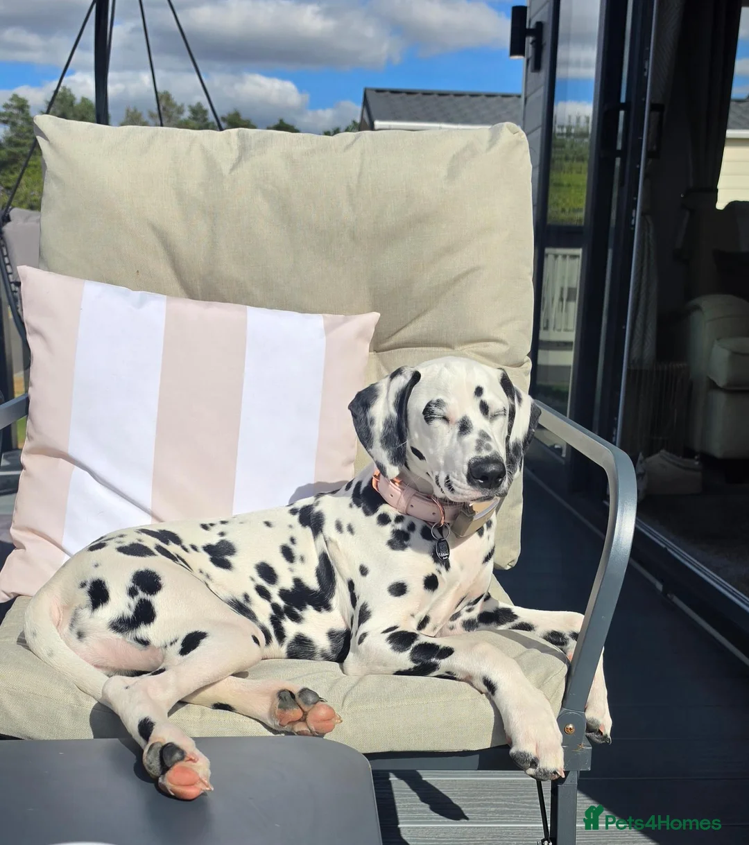 Dalmatian dogs for sale: Dalmatian  in Newton Aycliffe - Advert 2