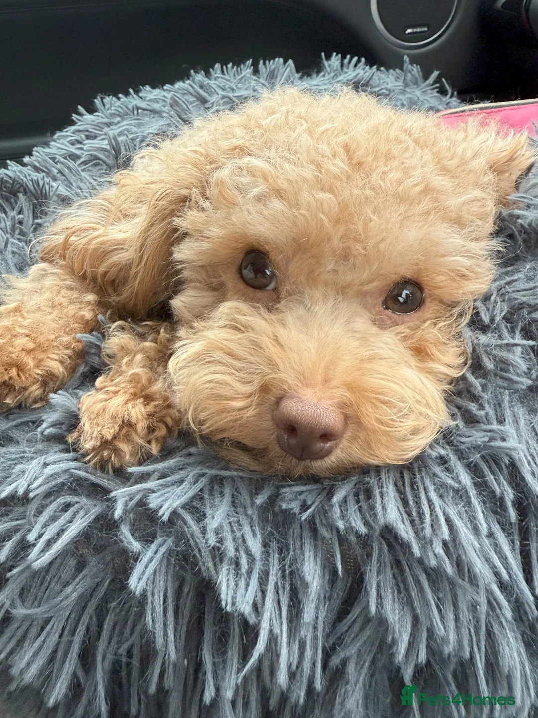 Toy Poodle dogs for sale: 🐾 Small Red Toy Poodle Puppies 🐾 - Advert 4