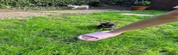 Mixed Breed dogs for sale: Chihuahua  - Advert 8