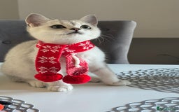 Scottish Fold cats for sale: Scottish Straight Boy - Image 3