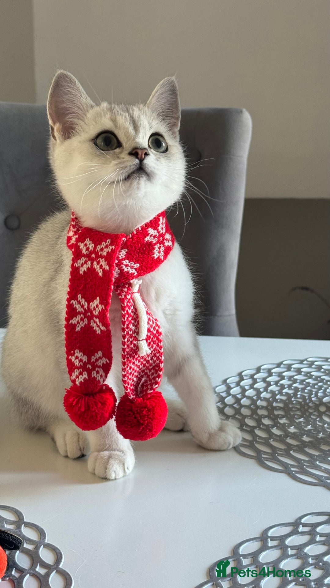 Scottish Fold cats for sale: Scottish Straight Boy - Image 3