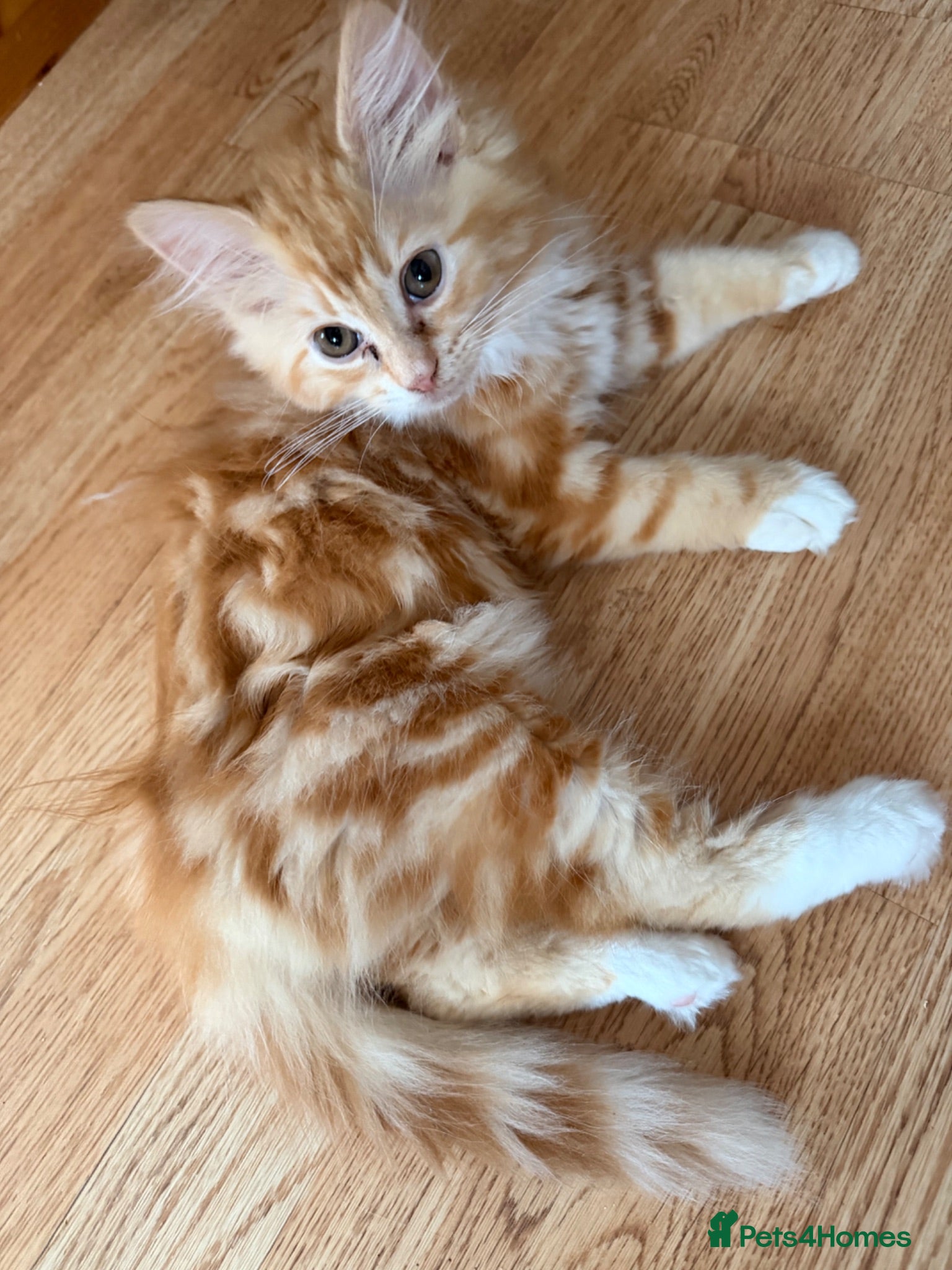 Mixed Breed cats Kittens for the best homes - Advert 2