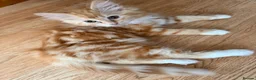 Mixed Breed cats for sale: Kittens for the best homes - Advert 2