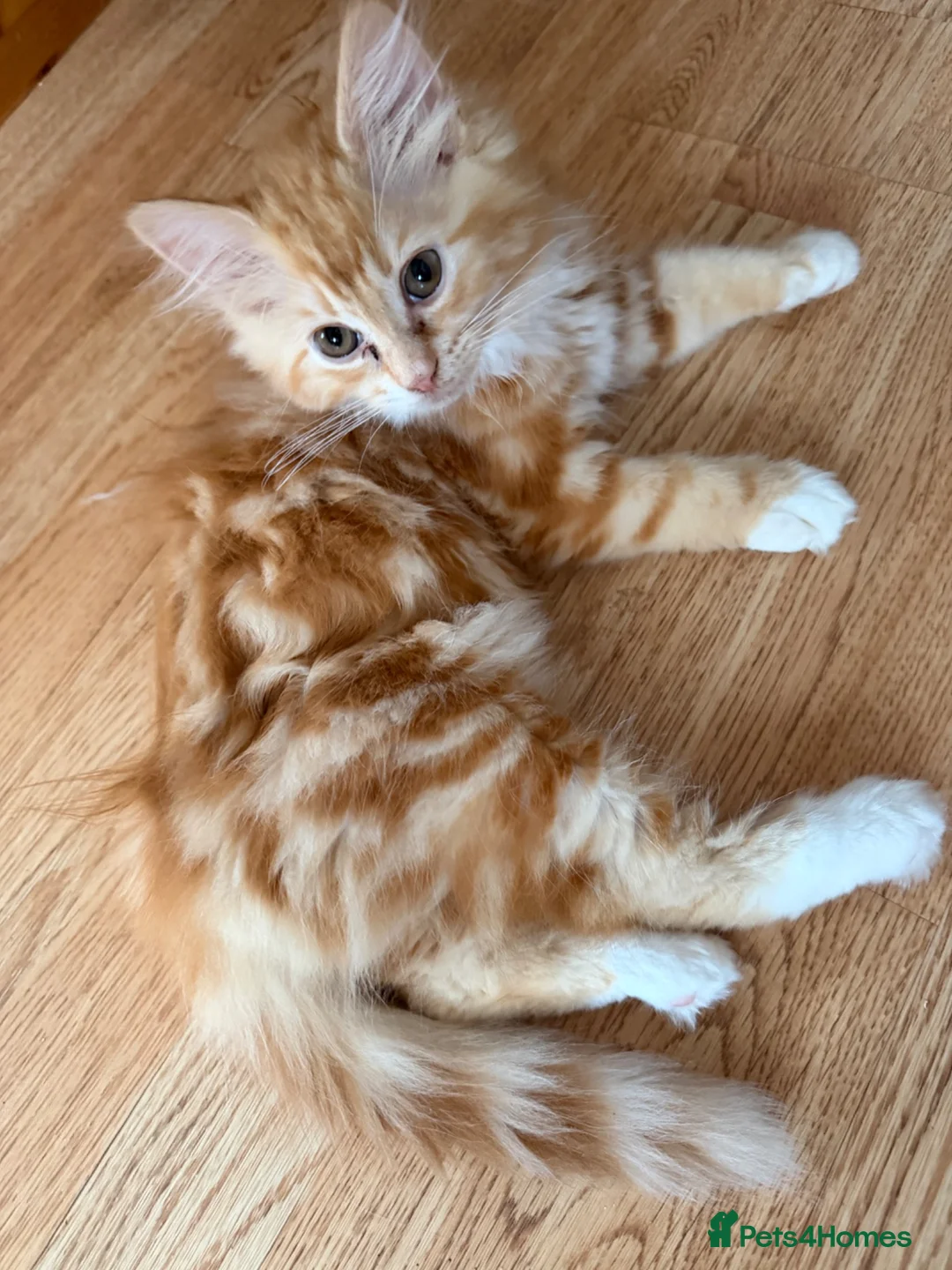 Mixed Breed cats for sale: Kittens for the best homes - Advert 2