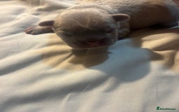 French Bulldog dogs for sale: French bulldogs  - Image 4