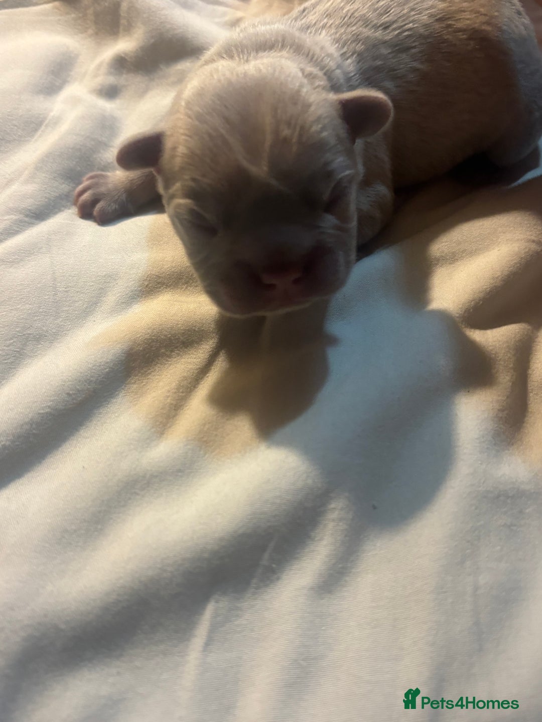 French Bulldog dogs for sale: French bulldogs  - Image 4