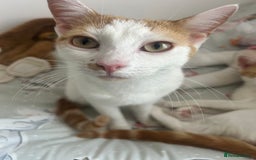 Mixed Breed cats for sale: 2 ginger and white sister cats (going together) - Image 2