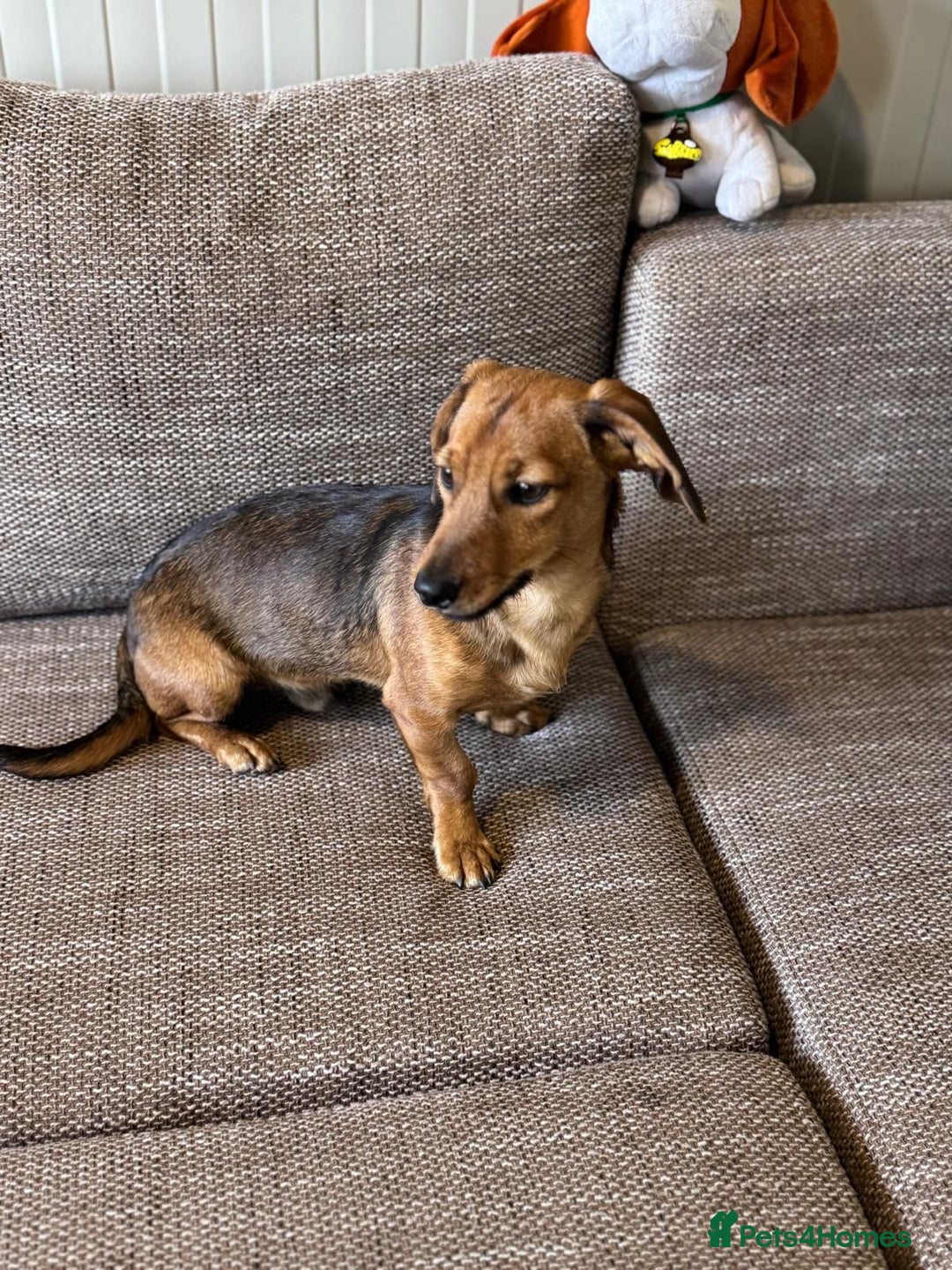 Mixed Breed dogs for adoption: Cutie pie Alex ready for his home - Advert 14