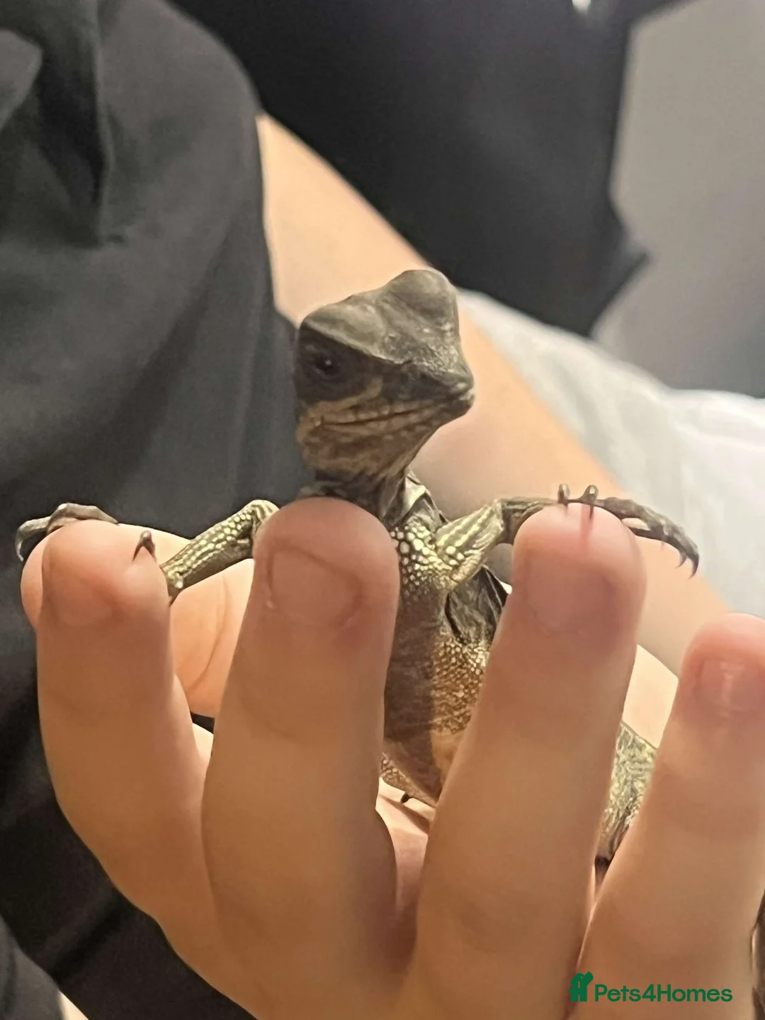 Lizard reptiles for sale: Sailfin dragon and full setup - Advert 6