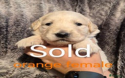 Golden Retriever dogs for sale: 7 Gorgeous golden retrievers puppies - Image 9