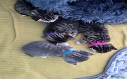 Bengal cats for sale: 4 Bengal kittens  - Image 8
