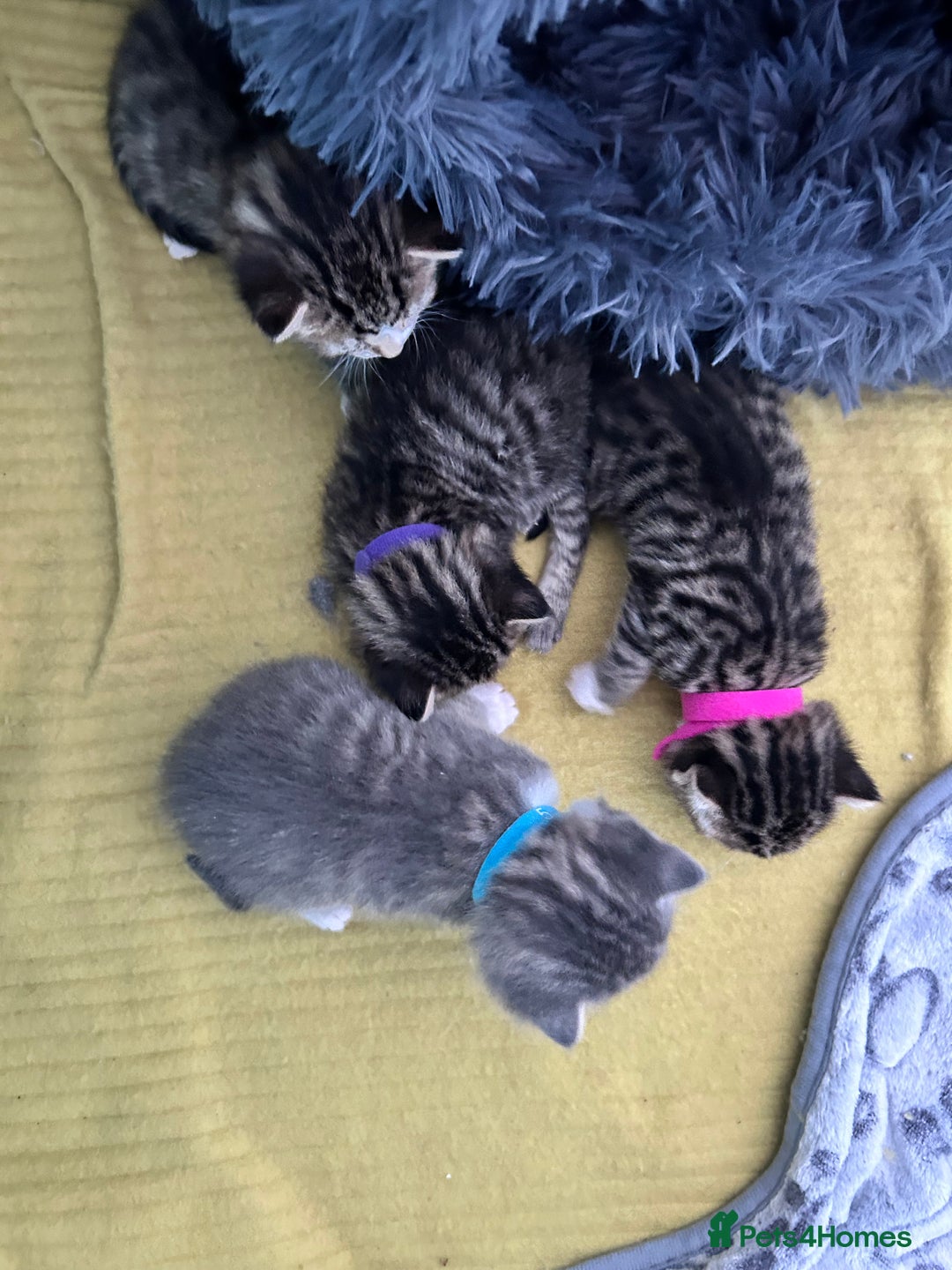 Bengal cats for sale: 4 Bengal kittens  - Image 8