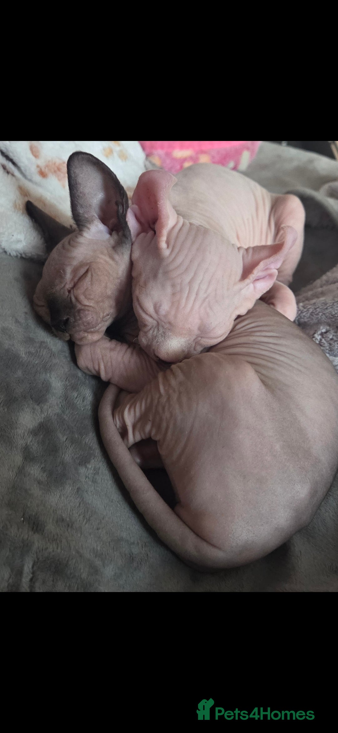 Sphynx cats for sale: Odd eyed Male & seal point female 🩵 - Image 6