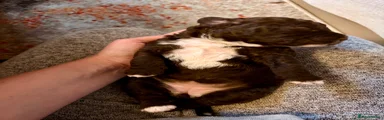 Spanish Water Dog 4