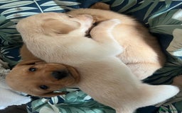 Cockerdor dogs for sale: Fox Red & Golden Labrador cross Cockerdor Puppies  - Image 7