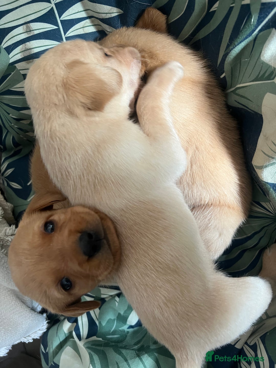 Cockerdor dogs for sale: Fox Red & Golden Labrador cross Cockerdor Puppies  - Image 7