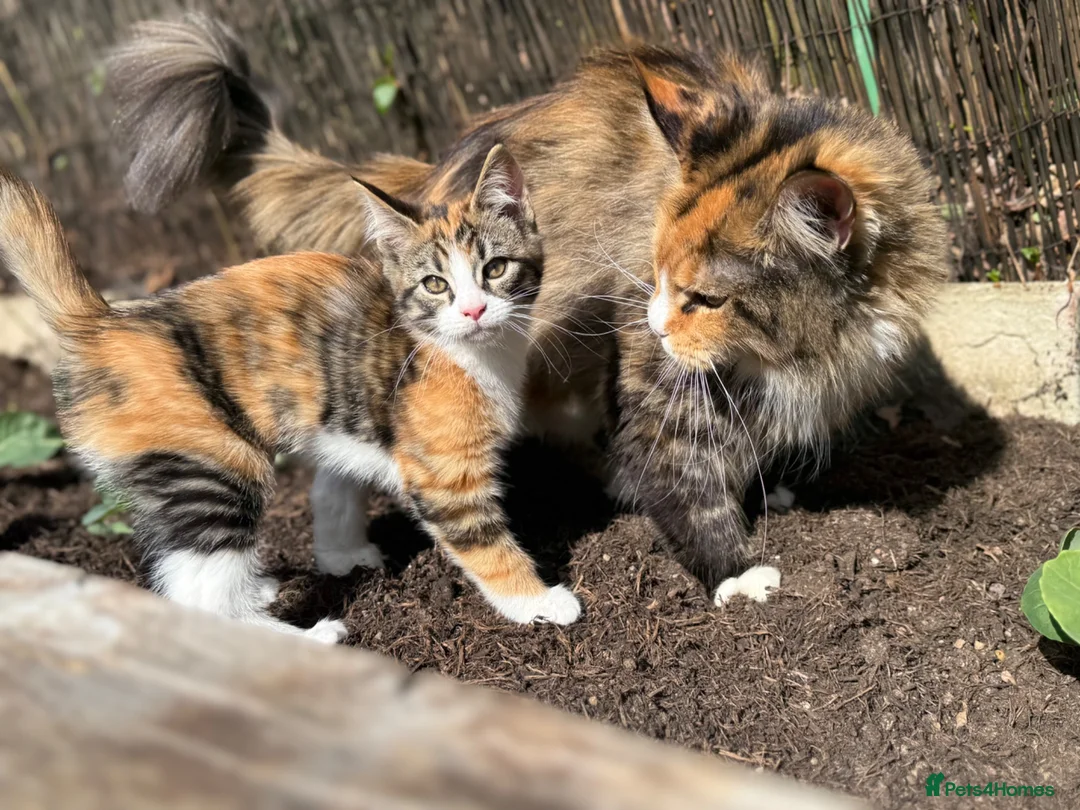 Maine Coon cats for sale: LAST FEMALE TORTOISESHELL MAINE COON X  - Advert 1