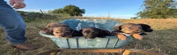 Mixed Breed dogs for sale: Beautiful litter of teckle x puppies for sale  - Advert 1