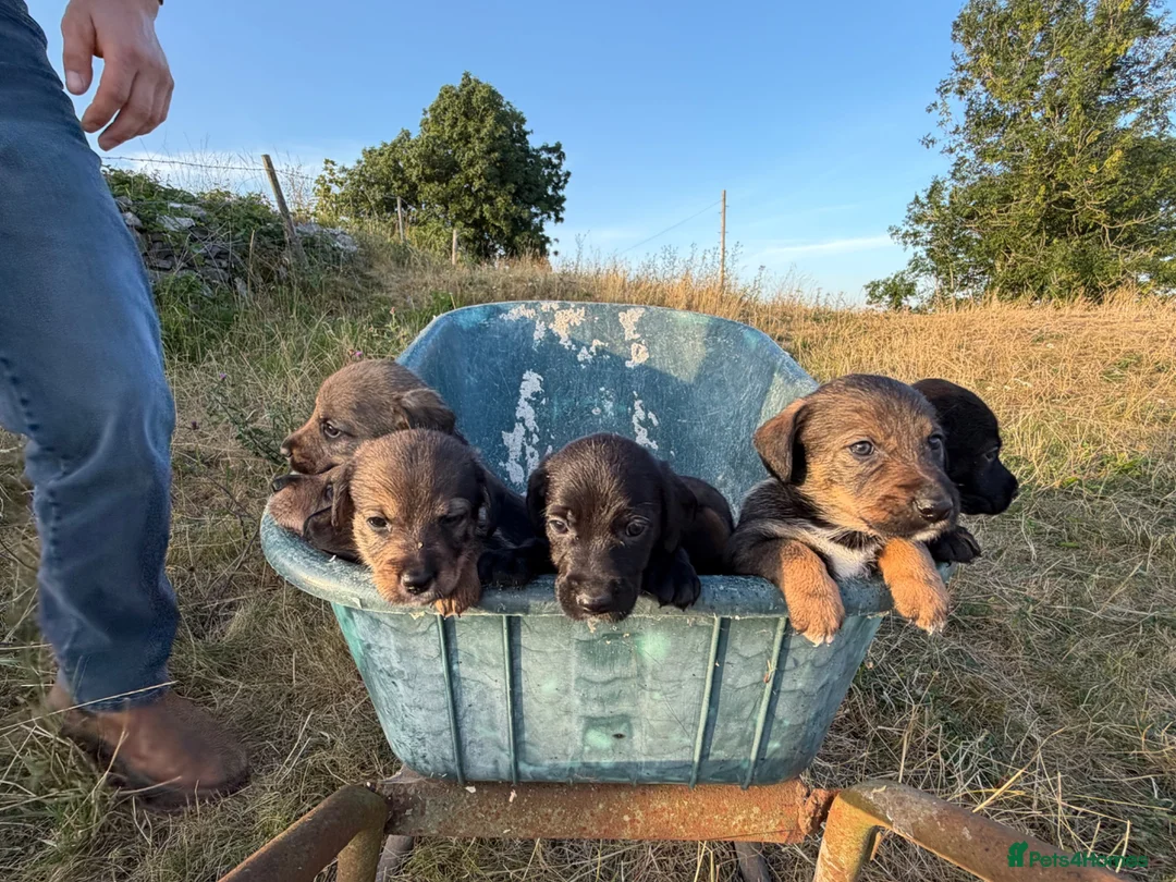 Mixed Breed dogs for sale: Beautiful litter of teckle x puppies for sale  - Advert 1
