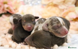 Miniature Dachshund dogs for sale: KC Miniature Dachshund Puppies - Image 4