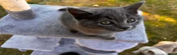 Mixed Breed cats for sale: Adorable Kittens  - Advert 23