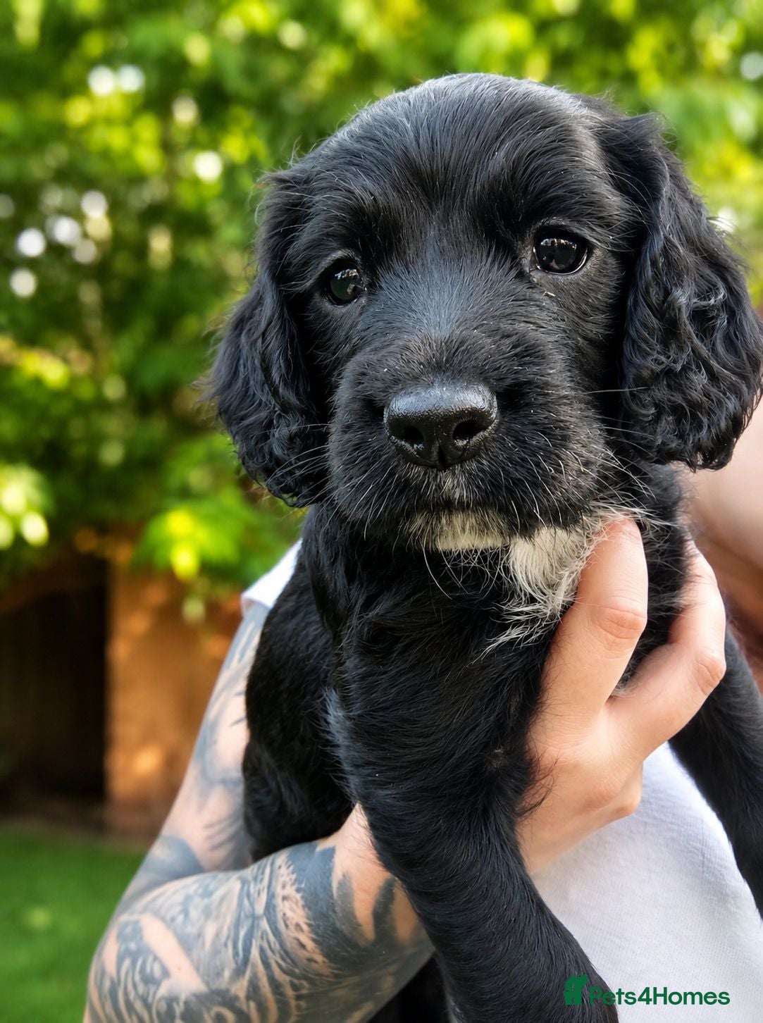 English Springer Spaniel dogs Sprocker spaniel    (Health tested)  - Advert 5