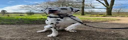 Dalmatian dogs for stud: Kalvadene nick of time - Stud Dog  in Stoke-on-Trent - Advert 3