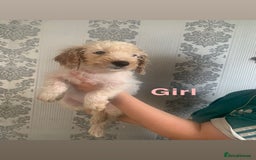 Cockapoo dogs for sale: Beautifulf1cockapoopuppies for their forever homes - Image 9