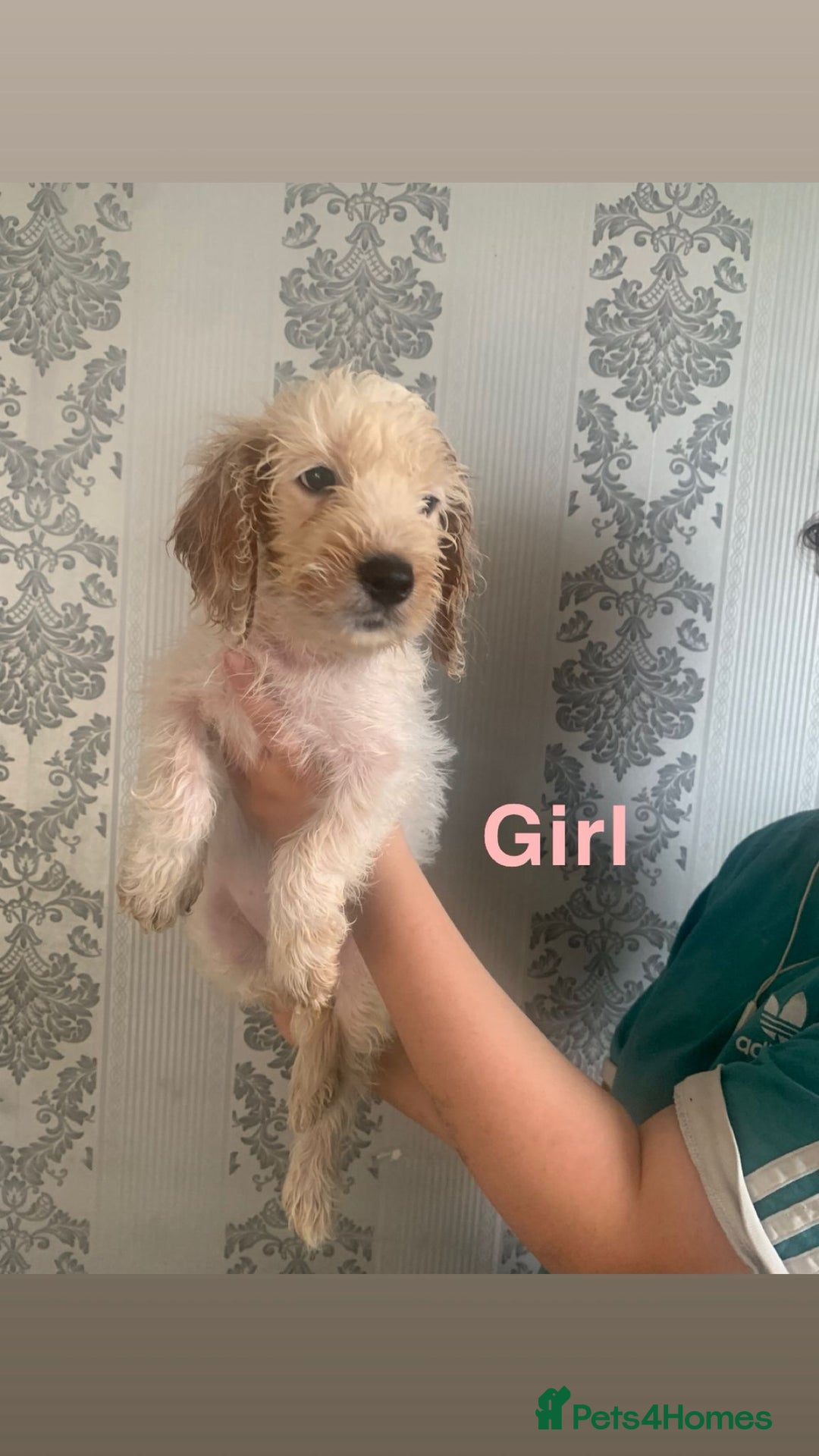Cockapoo dogs for sale: Beautifulf1cockapoopuppies for their forever homes - Image 9