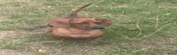 Dachshund dogs for sale: Female Dacshund  - Advert 2