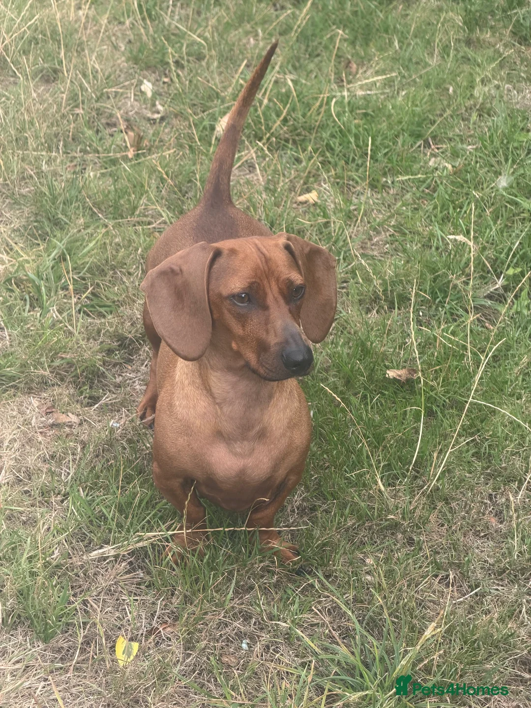 Dachshund dogs for sale: Female Dacshund  - Advert 2