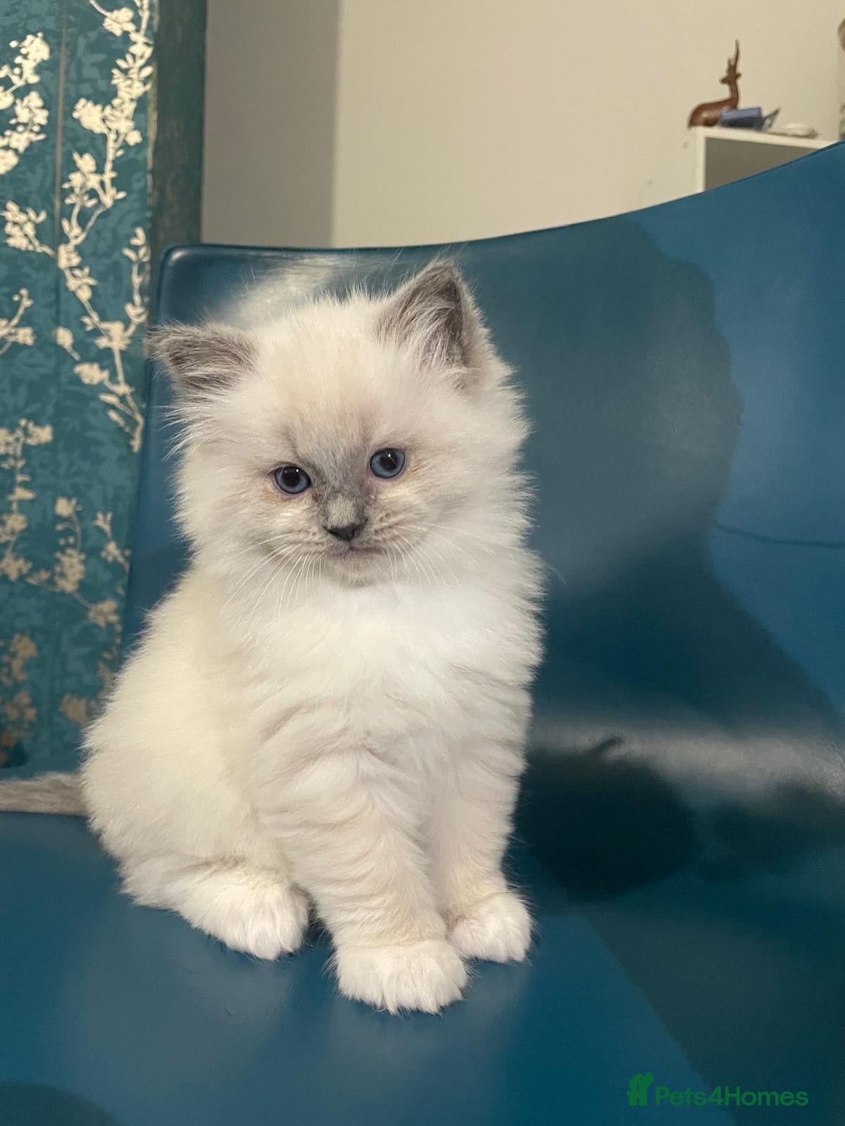 Ragdoll cats 🌟🐱Price Reduced 1 Boy left BluePoint Ragdoll 🌟 - Advert 1