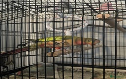 Parrots birds for sale: Princess Parrot  - Image 4