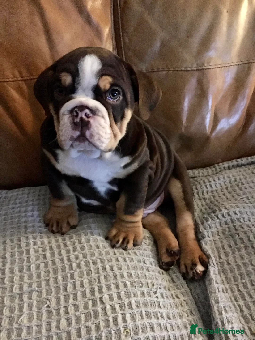 English Bulldog dogs for stud: Storm maker - Advert 2