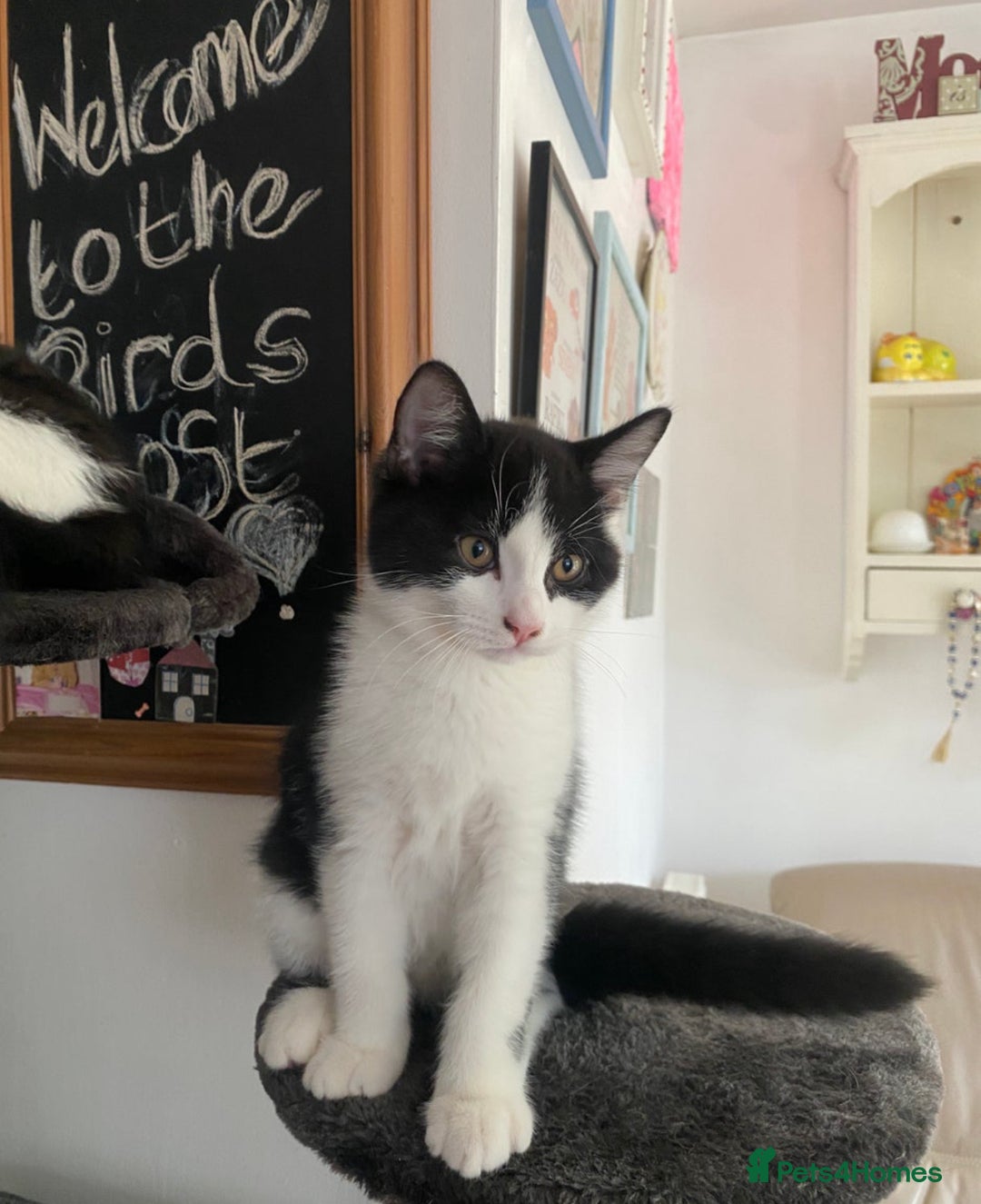 Mixed Breed cats for sale: 12-Week-Old Kittens Ready for Their Forever Homes - Image 3