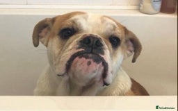 English Bulldog dogs for sale: Beautiful breed standard 7 year old girl  - Image 3