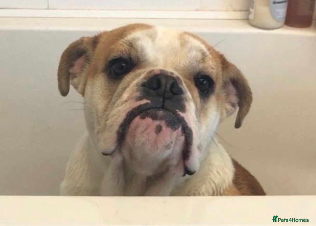 English Bulldog dogs for sale: Beautiful breed standard 7 year old girl  - Image 3