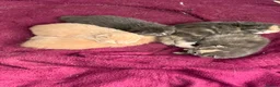 Mixed Breed cats for sale: Beautiful Persian Mix Kittens – 4 Boys & 3 Girls - Advert 20
