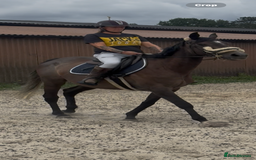 English Thoroughbred horses for sale: Mother daughter share types  - Image 8