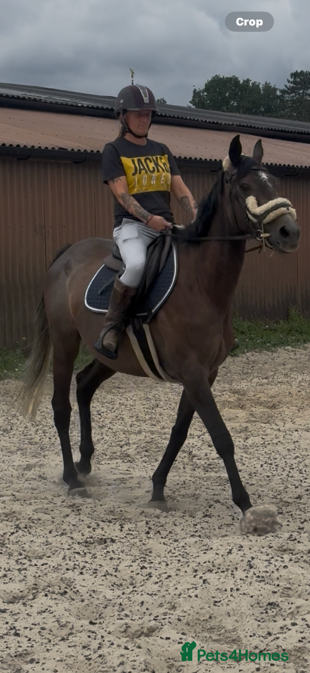 English Thoroughbred horses for sale: Mother daughter share types  - Image 8