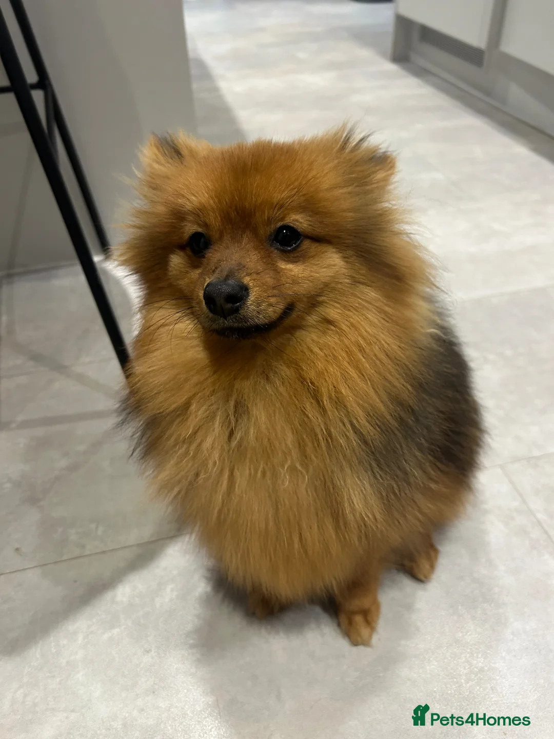 Pomeranian dogs for sale: Bear - adorable 7 month old Boy Pom  in Ashton-under-Lyne - Advert 1