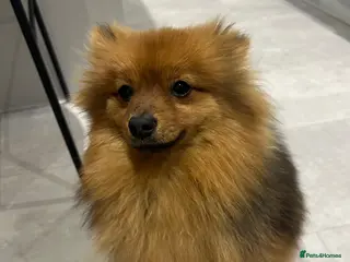 Pomeranian dogs Bear - adorable 7 month old Boy Pom - Advert 7