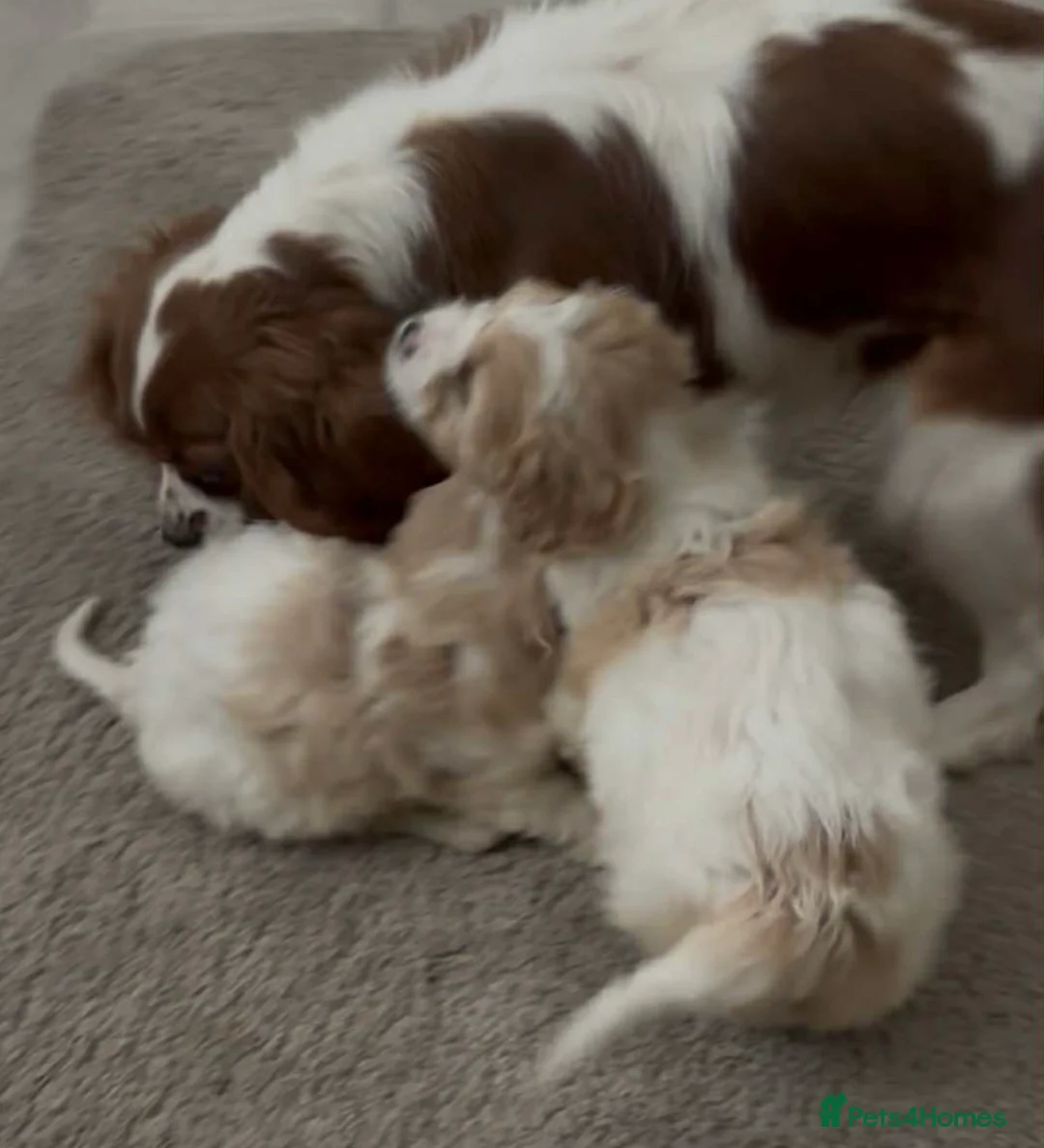 Cavapoo dogs for sale: Extensively health tested Stunning Cavapoo boys - Advert 12