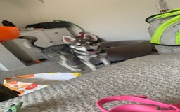 Siberian Husky dogs for sale: 4 Month old husky  - Image 4