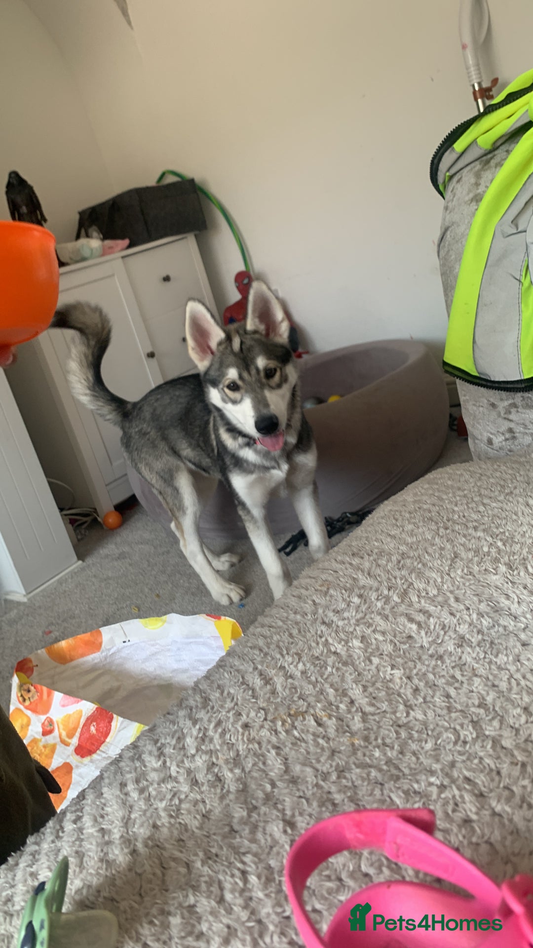 Siberian Husky dogs for sale: 4 Month old husky  - Image 4