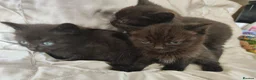 Mixed Breed cats for sale: British shorthair X - Advert 11