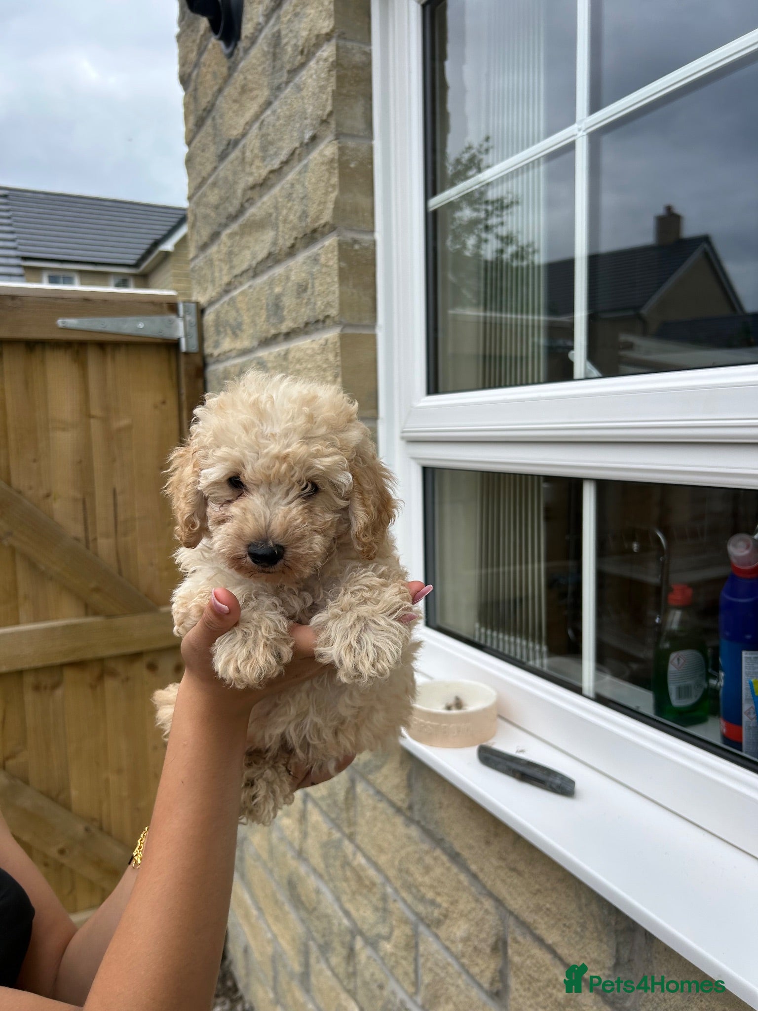 Maltipoo dogs Boy extra mini Asian maltipoo puppy  - Advert 7